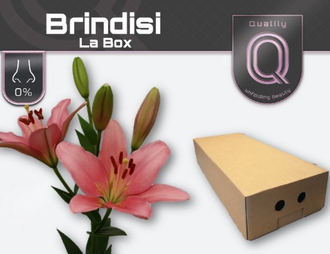 <h4>LI LA BRINDISI LA BOX 5+</h4>