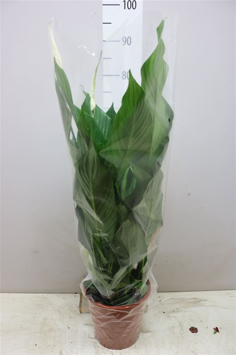 <h4>Spathiphyllum Sweet Lauretta Air So Pure</h4>