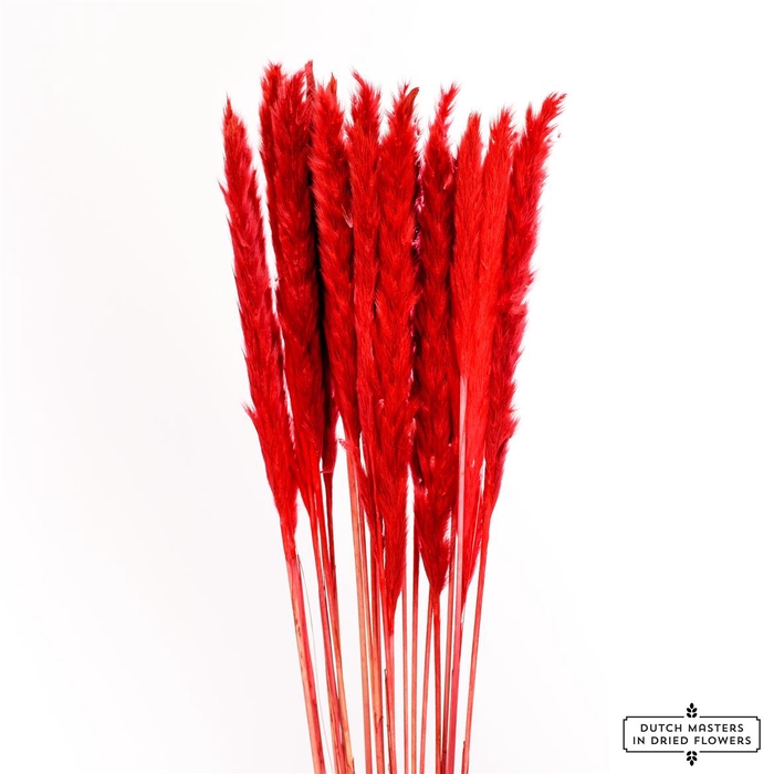 <h4>Dried Fluffy Pampas Red Bunch Slv</h4>