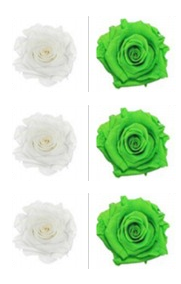 Roses éternelles White - Green Glow
