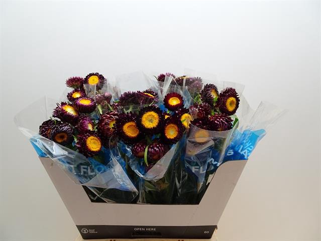 <h4>Helichrysum violet</h4>