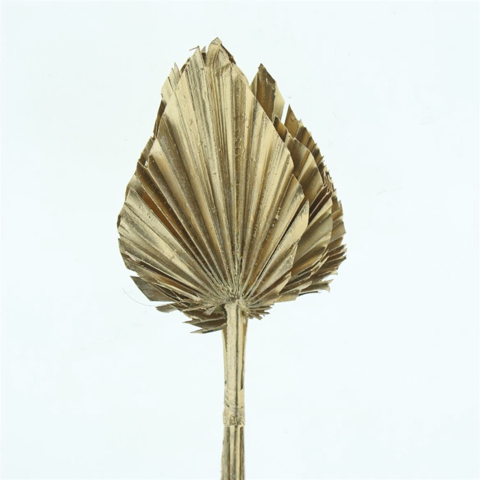 <h4>Dried Palm Spear Antiek Goud</h4>