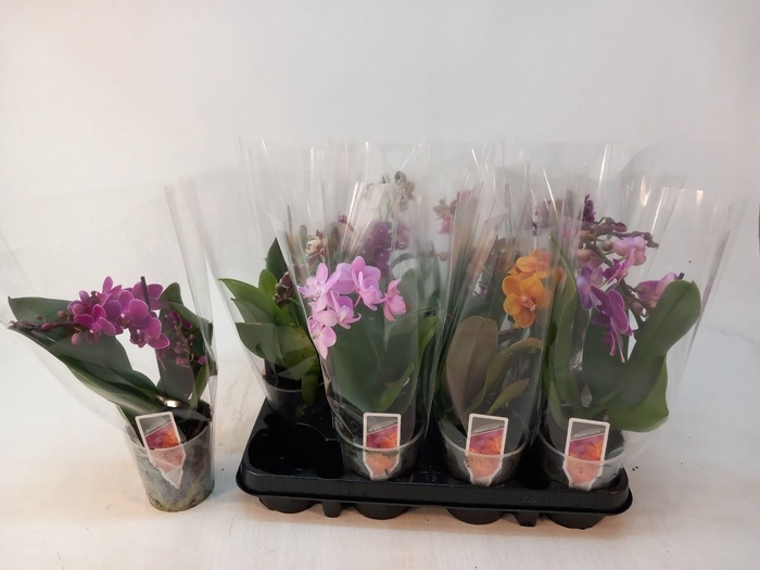 <h4>Phalaenopsis Multi gemengd 4 kleure</h4>