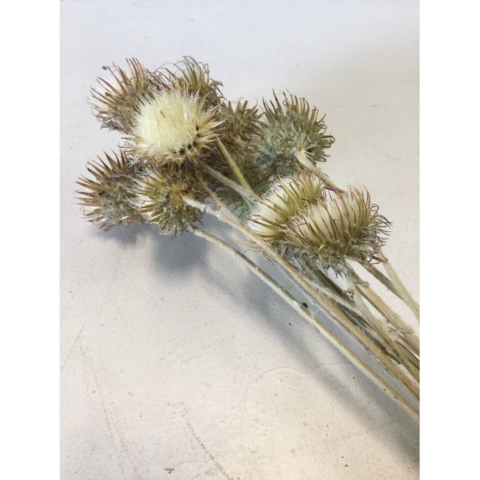 <h4>DRIED FLOWERS - BERGDISTEL NATURAL WHITE</h4>