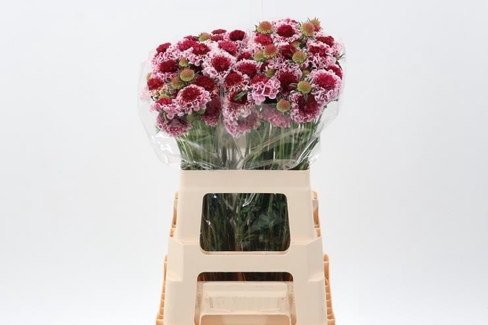 <h4>Scabiosa marshmallow scoop improved</h4>