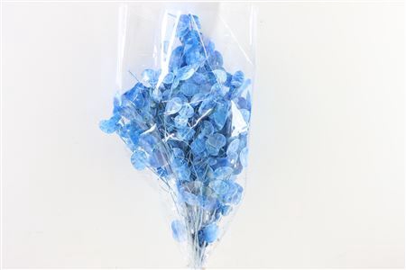 <h4>Dried Lunaria L Blue Bunch Poly</h4>