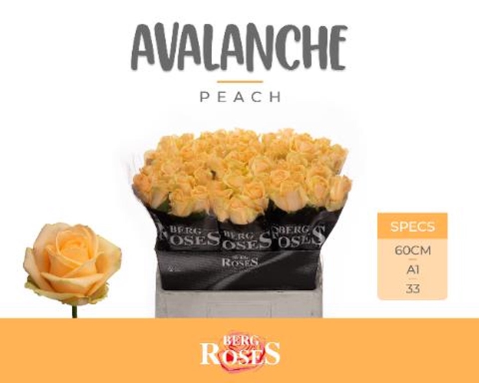 <h4>Rs gr Avalanche Peach</h4>