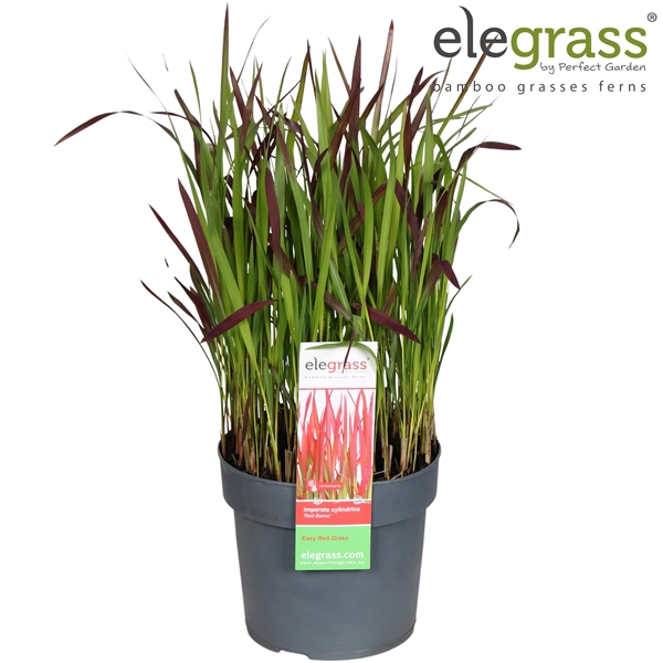 <h4>Imperata cylindrica 'Red Baron' P19</h4>