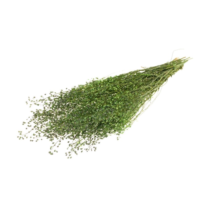 <h4>Lepidium Atraxa SB moss green</h4>