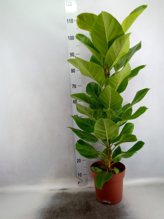 <h4>Ficus Altissima</h4>