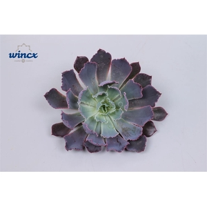 Echeveria neonbreaker cutflower wincx-8cm