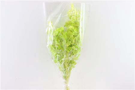 <h4>Dried Lunaria L Green Bunch Poly</h4>