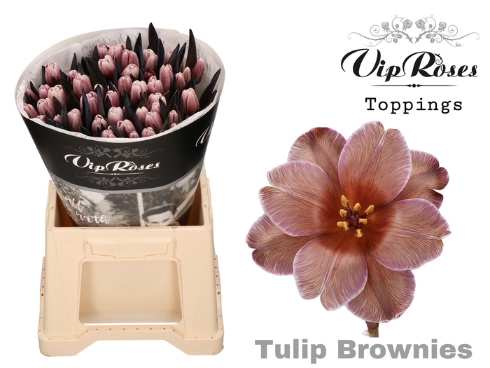 <h4>Tulipa si paint brownies</h4>