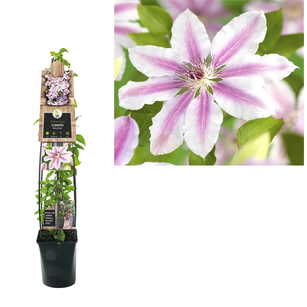<h4>Clematis 'Nelly Moser' +3.0 label</h4>