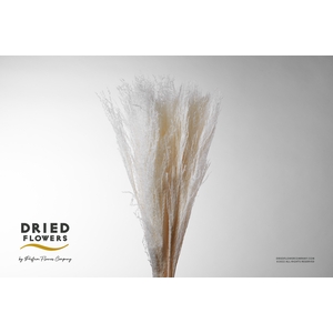 Dried Bleached Miscanthus