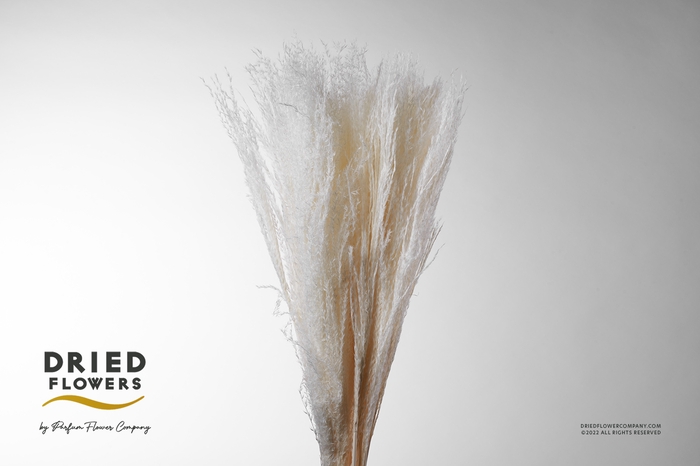 <h4>Dried Bleached Miscanthus</h4>