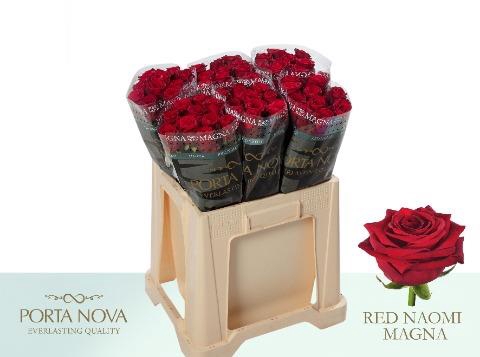 <h4>Rosa la red naomi! Magna Porta Nova</h4>