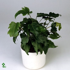 Philodendron Xanandu P21