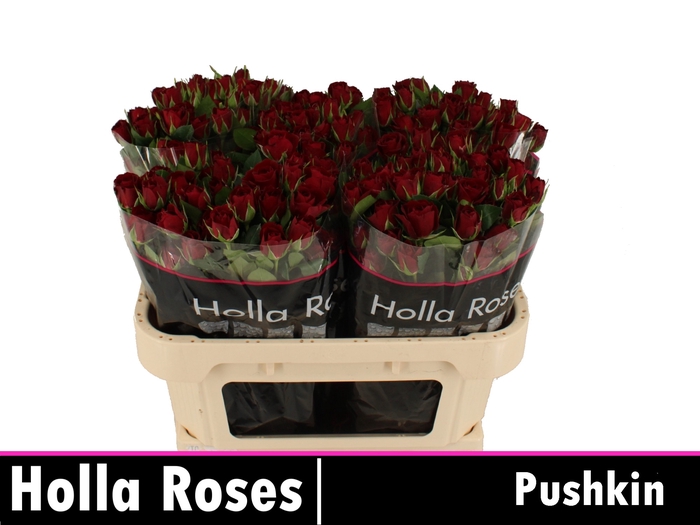 <h4>Rosa sp pushkin</h4>