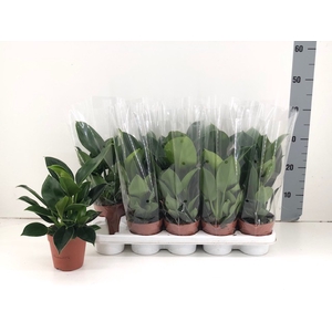 Philodendron Green 12Ø 32cm