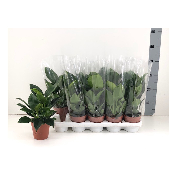 <h4>Philodendron Green 12Ø 32cm</h4>