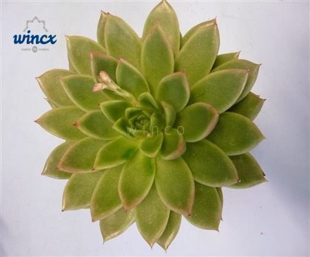 Echeveria Agavoides Cutflower Wincx-8cm