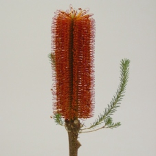 <h4>Banksia ericifolia</h4>