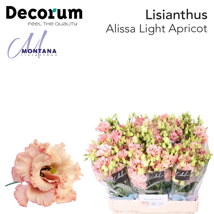 <h4>Lisianthus Alissa light apricot 60cm</h4>