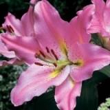 Lilium Oriental Pink 2 buds