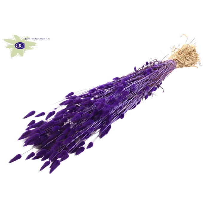 <h4>Lagurus per bunch Purple</h4>