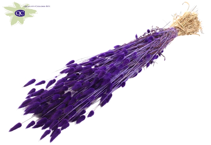 Lagurus per bunch Purple