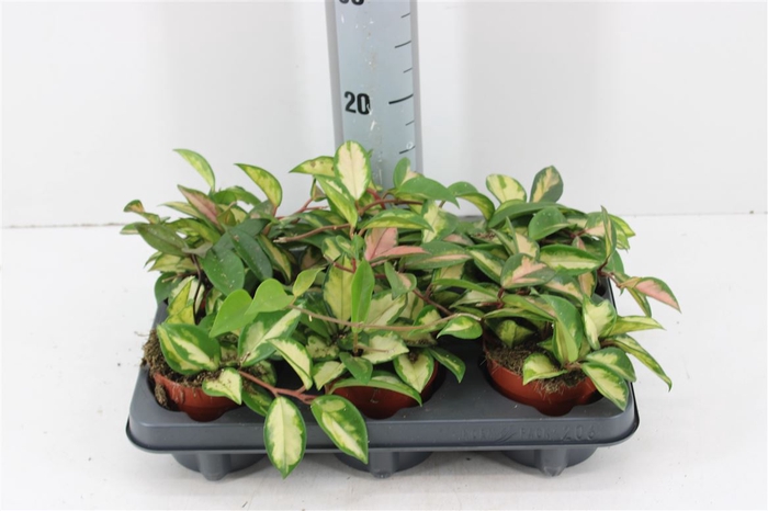 <h4>Hoya Carnosa Tricolor P10.5</h4>