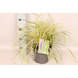 vaste planten 19 cm  Carex morrowii Goldband
