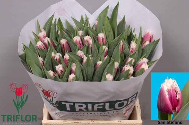 <h4>Tulipa (Fri. San Stefano</h4>