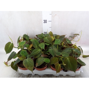 Philodendron scandens subsp. micans