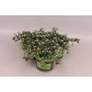 Helichrysum nicrophylla Nana Silver