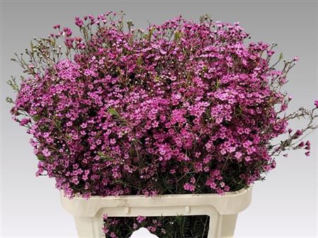 <h4>Chame Early Purple 70cm</h4>