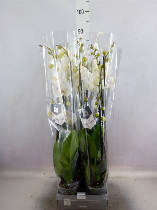 <h4>Phalaenopsis  'White World'</h4>