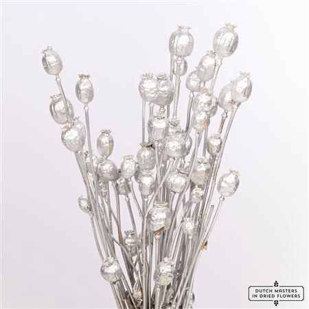 <h4>Dried Papaver Silver Bunch</h4>