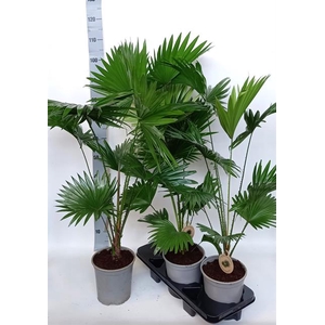 Livistona rotundifolia 19Ø 90cm 1pp