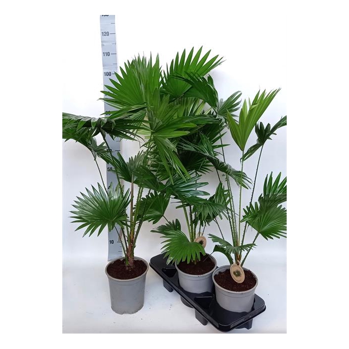 <h4>Livistona rotundifolia 19Ø 90cm 1pp</h4>