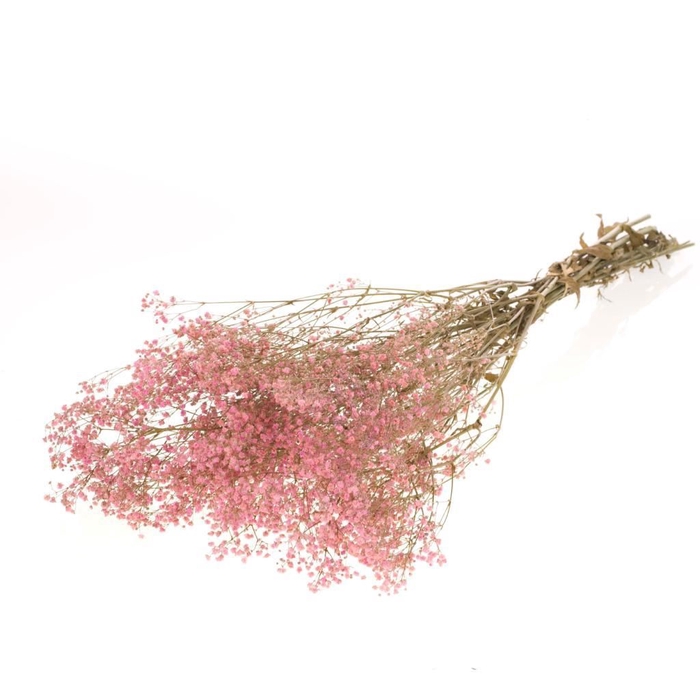 <h4>Gypsophila preserved pink</h4>