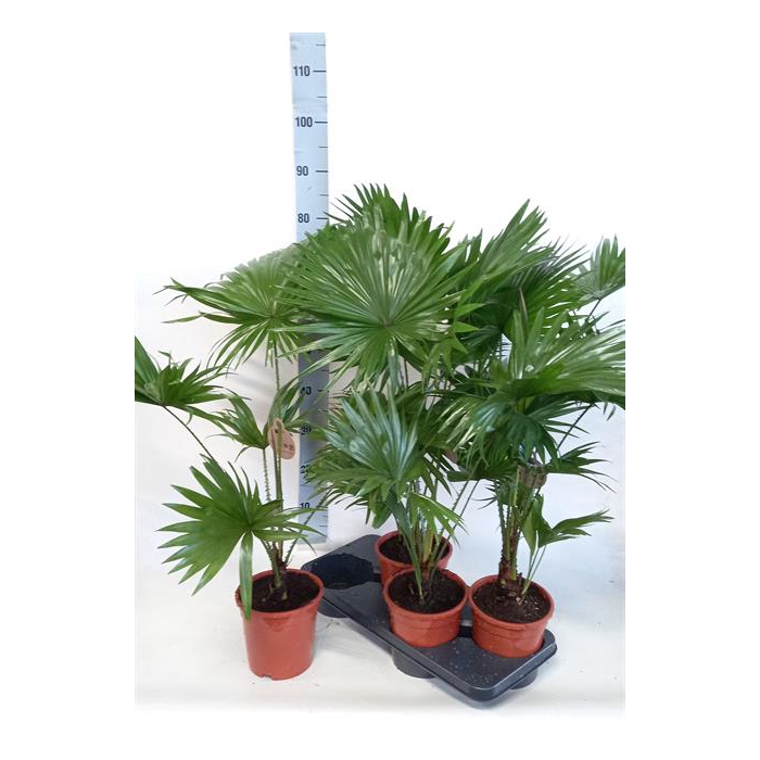 <h4>Livistona rotundifolia 17Ø 80cm 1pp</h4>