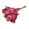 Salal tips dried per bunch Cerise