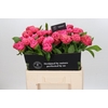 Paeonia Carnation Bouquet