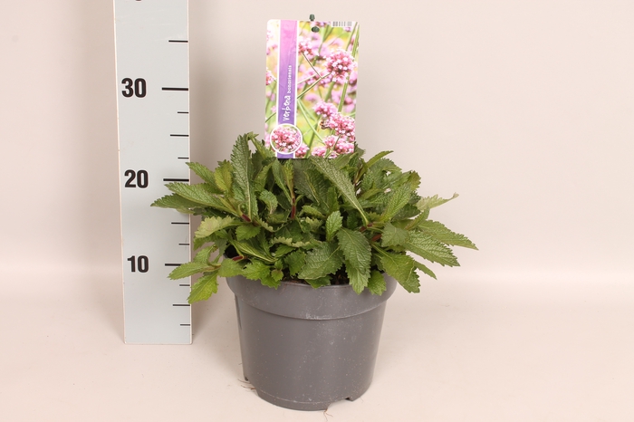 vaste planten 19 cm  Verbena bonariensis
