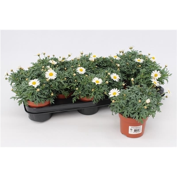 <h4>Margriet Frutescens White</h4>