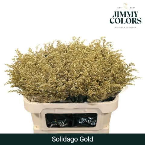 <h4>Solidago L70 Mtlc. goud</h4>