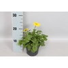 vaste planten 12 cm Doronicum Orientale Yellow