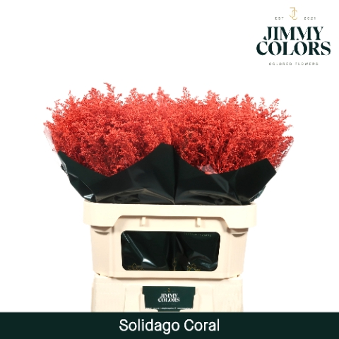 <h4>Solidago L80 Klbh. koraal</h4>